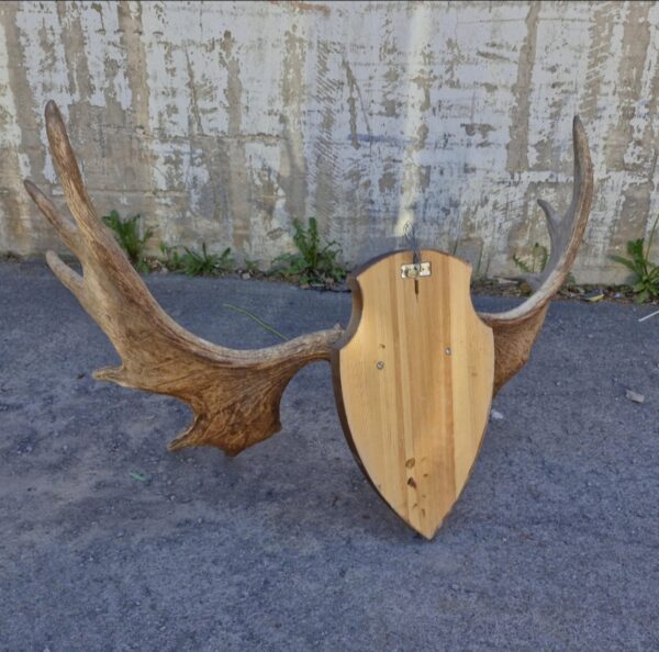 Huge Moose horn - 13-tag - Image 6