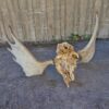 Huge Moose horn - 13-tag - Image 4