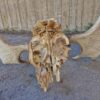Huge Moose horn - 13-tag - Image 5