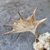 Huge Moose horn - 13-tag - Image 3